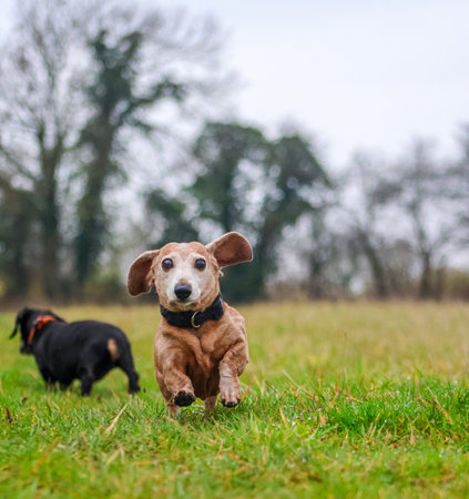 Comparing Popular Dog Breeds in the UK: Which Is the Best Fit for Your Family?