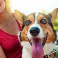 How to Talk to Children About Pet Loss: A Comprehensive Guide for UK Parents