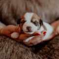 British Legal Regulations and Ethical Considerations for Exotic Pet Insects
