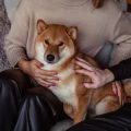 A Complete Handbook to Dog-Friendly Cottages, Cabins, and Lodges in Scotland