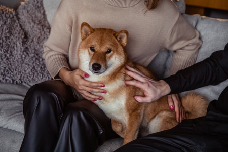 A Complete Handbook to Dog-Friendly Cottages, Cabins, and Lodges in Scotland