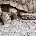 The Complete Guide to Keeping Reptiles as Exotic Pets in the UK: Everything You Need to Know