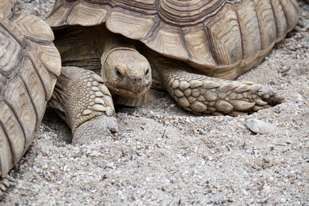 The Complete Guide to Keeping Reptiles as Exotic Pets in the UK: Everything You Need to Know
