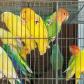 Parakeets in the UK: Care, Housing, and Why They’re Great Pets