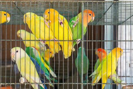 Parakeets in the UK: Care, Housing, and Why They’re Great Pets