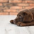 Understanding UK Pet Insurance Terms: What Every Owner Should Know