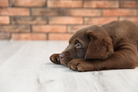 Understanding UK Pet Insurance Terms: What Every Owner Should Know