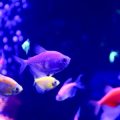 Essential Equipment Checklist for Your First British Home Fish Tank