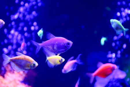 Essential Equipment Checklist for Your First British Home Fish Tank