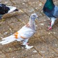 Safe Treats for British Pet Birds: What to Use and What to Avoid