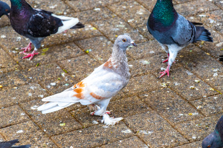Safe Treats for British Pet Birds: What to Use and What to Avoid