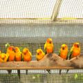 A Comprehensive Guide to Training and Socialising Pet Birds in the UK