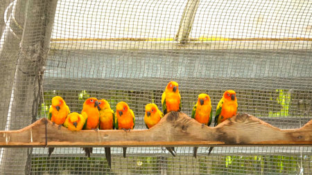 A Comprehensive Guide to Training and Socialising Pet Birds in the UK