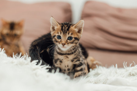 Troubleshooting Common Litter Box Problems for UK Cat Owners: Solutions That Work