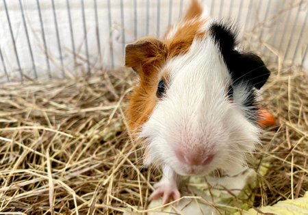 The Importance of Vitamin C in Your Guinea Pig’s Diet: British Perspectives