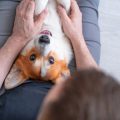 The Ultimate Guide to Rabbit Care in the UK: Tips for Keeping Happy and Healthy Bunnies