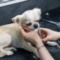 Making Your Flat Pet-Friendly: Essential Modifications and Safety Checks