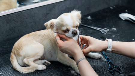 Making Your Flat Pet-Friendly: Essential Modifications and Safety Checks