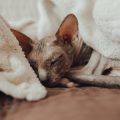 Understanding UK Regulations and Best Practices for Cat Litter Waste Disposal