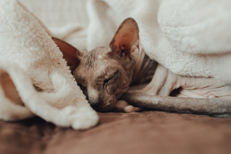 Understanding UK Regulations and Best Practices for Cat Litter Waste Disposal