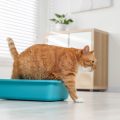 The Ultimate Guide to Litter Box Training Kittens in the UK: Step-by-Step Instructions for Cat Owners