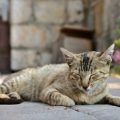 Feeding Rescue or Adopted Cats: Tips for a Smooth Transition in the UK