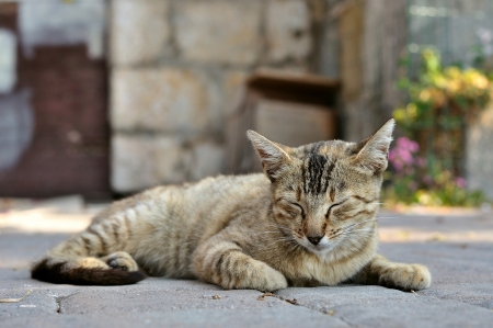 Feeding Rescue or Adopted Cats: Tips for a Smooth Transition in the UK