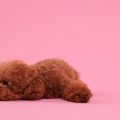 The Ultimate Guide to Small Pet Accessories & Supplies in the UK: Essential Items for Your Little Friend