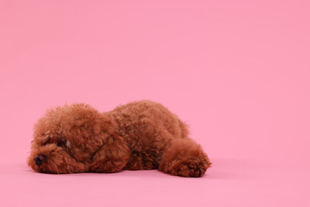 The Ultimate Guide to Small Pet Accessories & Supplies in the UK: Essential Items for Your Little Friend