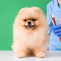 The Ultimate List of Essential Pet Vaccinations in the United Kingdom