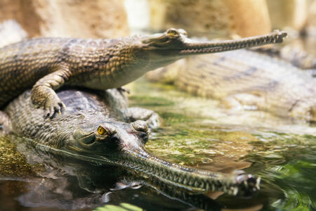 Understanding UK Laws and Regulations on Exotic Reptile Ownership