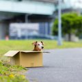 A Complete List of Pet-Friendly Accommodation in the UK: Hotels, B&Bs, and Unique Stays