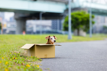 A Complete List of Pet-Friendly Accommodation in the UK: Hotels, B&Bs, and Unique Stays