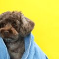 Key Factors British Pet Owners Should Consider When Selecting a Vet