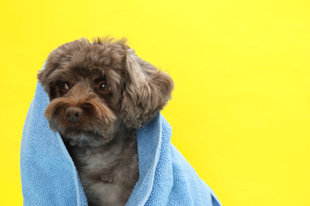 Key Factors British Pet Owners Should Consider When Selecting a Vet