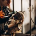 Post-Adoption Support in the UK: What Help is Available for Dog Owners?