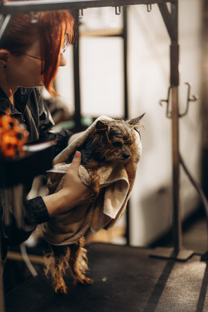 Post-Adoption Support in the UK: What Help is Available for Dog Owners?
