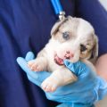Recognising and Treating Stress in Pet Hamsters: A UK Owner’s Handbook