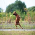 Effective Puppy Training Techniques for British Dog Owners: Raising a Well-Behaved Dog