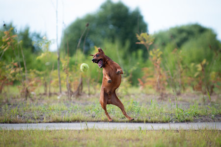 Effective Puppy Training Techniques for British Dog Owners: Raising a Well-Behaved Dog