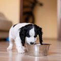 Routine Health Checks for Pets in Britain: Frequency, Process, and Importance