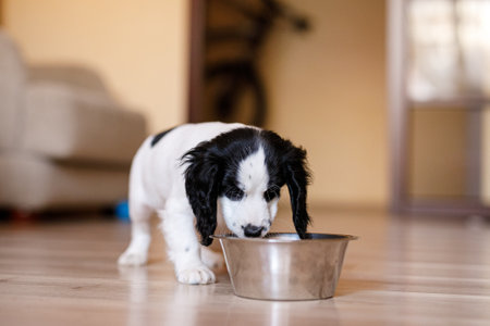 Routine Health Checks for Pets in Britain: Frequency, Process, and Importance
