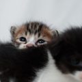 Raw vs. Commercial Cat Food: What’s Best for British Cats?