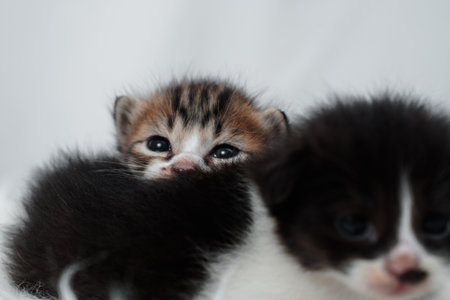 Raw vs. Commercial Cat Food: What’s Best for British Cats?