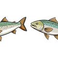 Comprehensive Guide to Identifying and Treating Common Fish Diseases in UK Aquariums