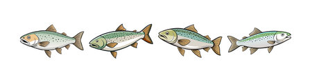 Comprehensive Guide to Identifying and Treating Common Fish Diseases in UK Aquariums
