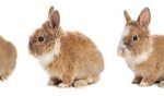 Top Fresh Foods and Safe Treats for Your Guinea Pig: British Owners’ Recommendations