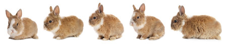Top Fresh Foods and Safe Treats for Your Guinea Pig: British Owners’ Recommendations