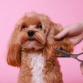 Essential Dog Grooming Tools Every British Dog Owner Needs