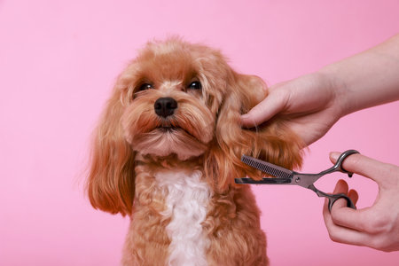 Essential Dog Grooming Tools Every British Dog Owner Needs